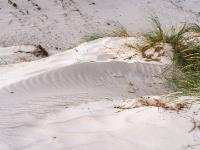 Scharfkantiges Wellenmuster im Sand hinter Grasbüschel - Dueodde Dünen